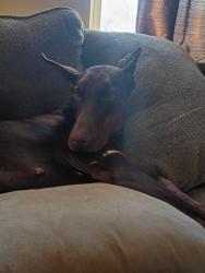 Lost Female Dog last seen Near tejon Street near chaffee park, Denver, CO 80223