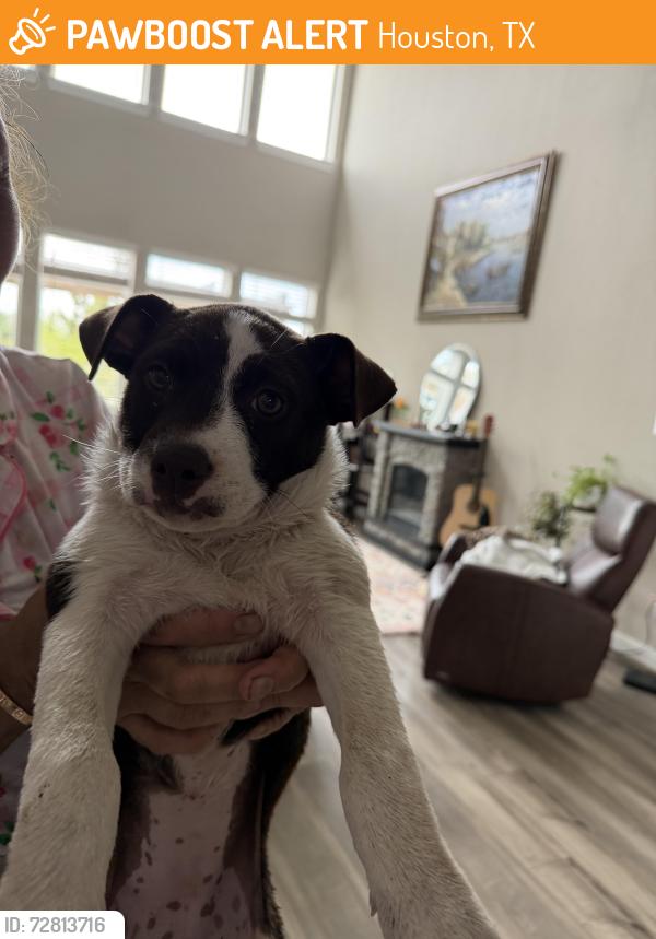 Found/Stray Unknown Dog last seen Highland meadows dr, Houston, TX 77089