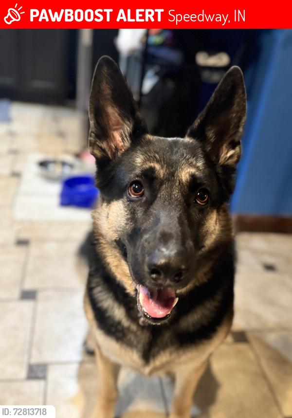 Lost Female Dog last seen 21st and high school rd , Speedway, IN 46224