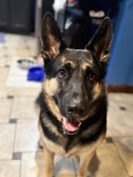 Lost Female Dog last seen 21st and high school rd , Speedway, IN 46224