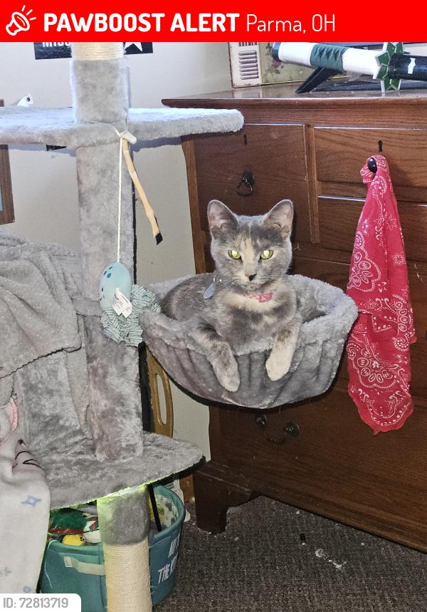 Lost Female Cat last seen Belmere Drive and w 54th parma , Parma, OH 44129