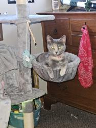 Lost Female Cat last seen Belmere Drive and w 54th parma , Parma, OH 44129