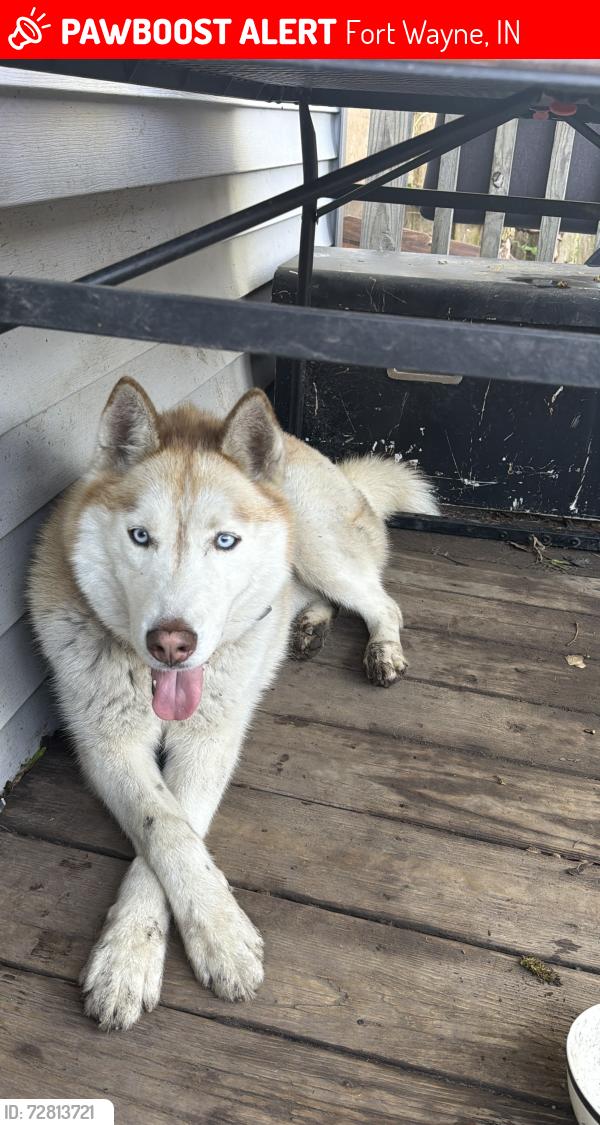 Lost Male Dog last seen Mc Kee St, E Pontiac St, S Hanna St y Colerick St , Fort Wayne, IN 46806