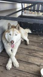 Lost Male Dog last seen Mc Kee St, E Pontiac St, S Hanna St y Colerick St , Fort Wayne, IN 46806