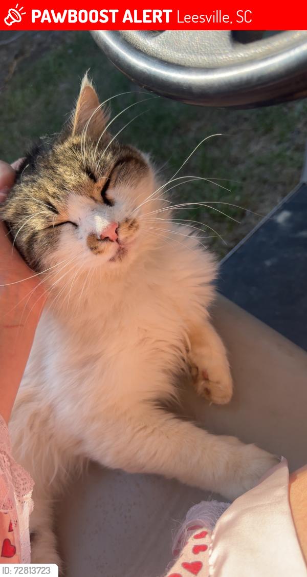 Lost Male Cat last seen Somewhere between two notch and pond branch , Leesville, SC 29070