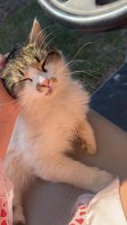 Lost Male Cat last seen Somewhere between two notch and pond branch , Leesville, SC 29070