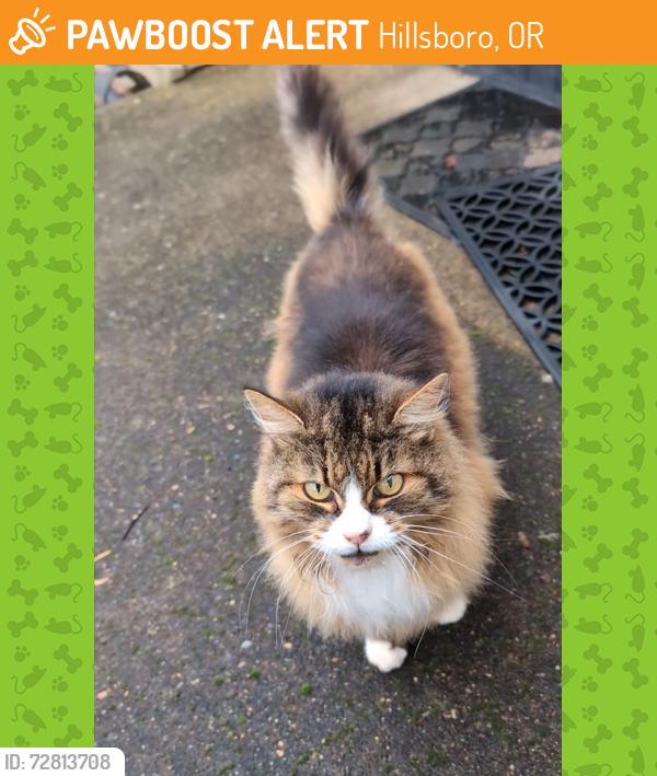 Found/Stray Unknown Cat last seen SE Langwood Street and SE 70th Avenue, Hillsboro, OR 97123