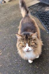 Found/Stray Unknown Cat last seen SE Langwood Street and SE 70th Avenue, Hillsboro, OR 97123