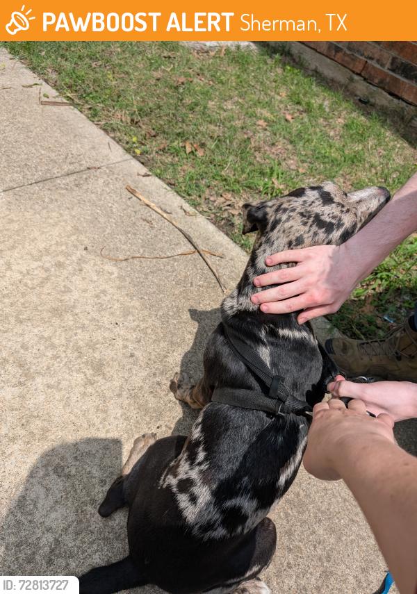 Found/Stray Female Dog last seen Heritage Parkway, Sherman, TX 75092