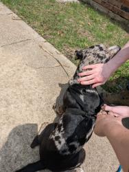 Found/Stray Female Dog last seen Heritage Parkway, Sherman, TX 75092