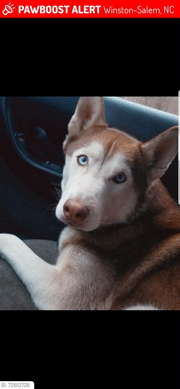 Lost Female Dog last seen Reynolda, Winston-Salem, NC 27104