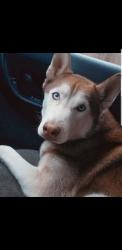 Lost Female Dog last seen Reynolda, Winston-Salem, NC 27104