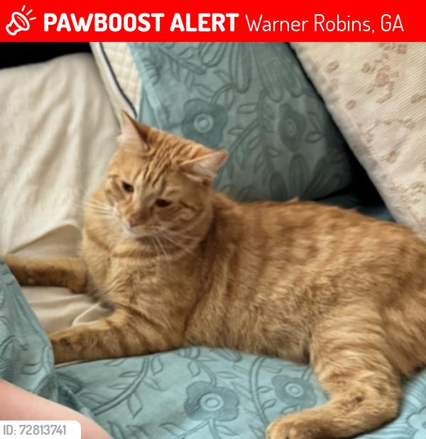 Lost Male Cat last seen Northside high school , Warner Robins, GA 31093
