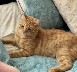Lost Male Cat last seen Northside high school , Warner Robins, GA 31093