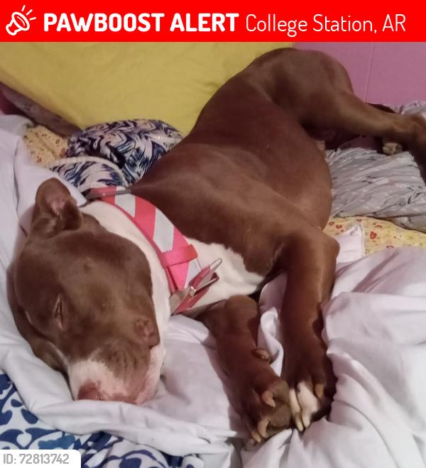 Lost Female Dog last seen Fraiser pike , College Station, AR 72206