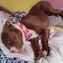Lost Female Dog last seen Fraiser pike , College Station, AR 72206