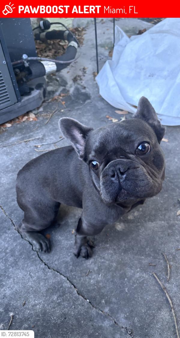 Lost Male Dog last seen Near nw 27 ave , Miami, FL 33147