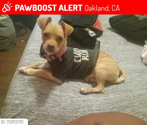 Lost Female Dog last seen International , Oakland, CA 94621