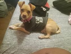 Lost Female Dog last seen International , Oakland, CA 94621
