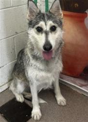 Shelter Stray Female Dog last seen S ACACIA AVE & E CARTER ST, RIALTO, CA, 92376, San Bernardino, CA 92401