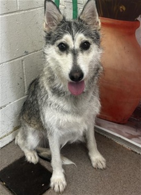 Shelter Stray Female Dog last seen S ACACIA AVE & E CARTER ST, RIALTO, CA, 92376, San Bernardino, CA 92401