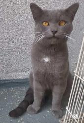 Found/Stray Male Cat last seen Lingan/pacific, Santa Ana, CA 92704