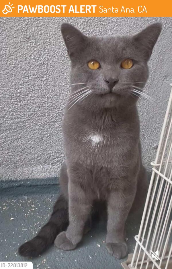 Found/Stray Male Cat last seen Lingan/pacific, Santa Ana, CA 92704