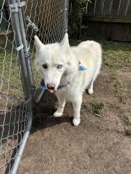 Found/Stray Unknown Dog last seen Near s hickory st, Sapulpa OK 74066, Sapulpa, OK 74066