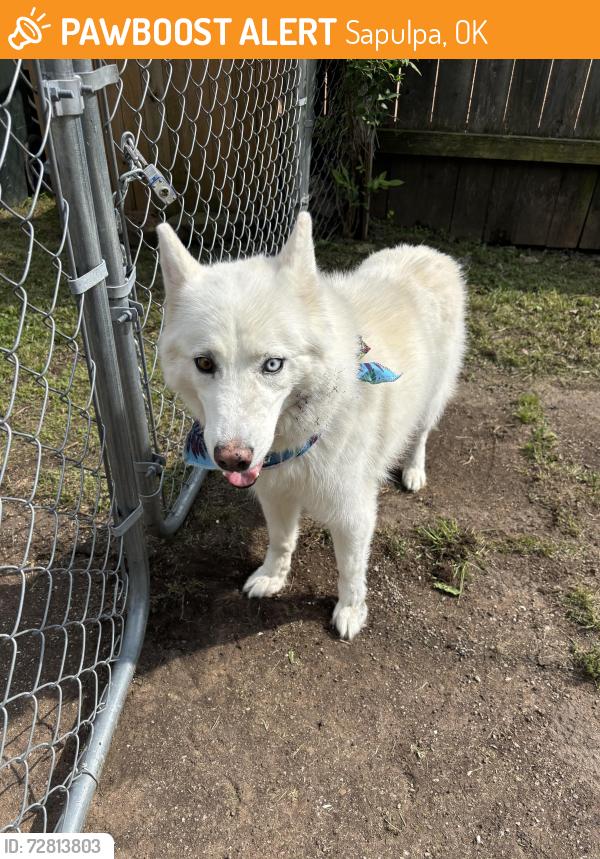 Found/Stray Unknown Dog last seen Near s hickory st, Sapulpa OK 74066, Sapulpa, OK 74066