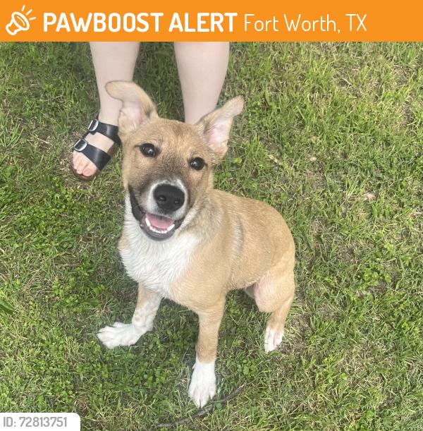 Found/Stray Male Dog last seen Old Benbrook and Mohawk ave, Fort Worth, TX 76116