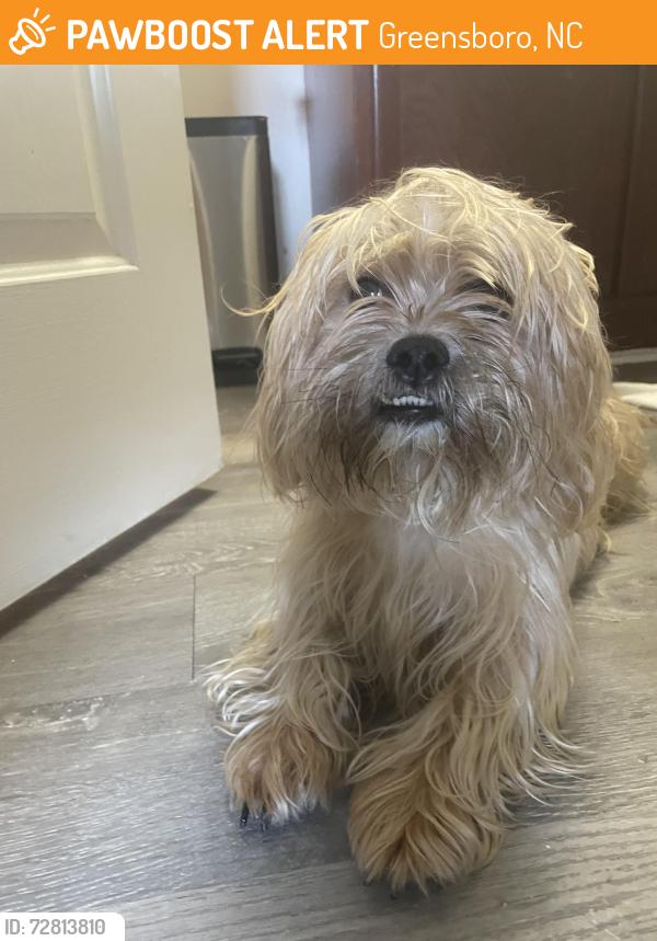 Found/Stray Male Dog last seen Spring garden, Greensboro, NC 27403
