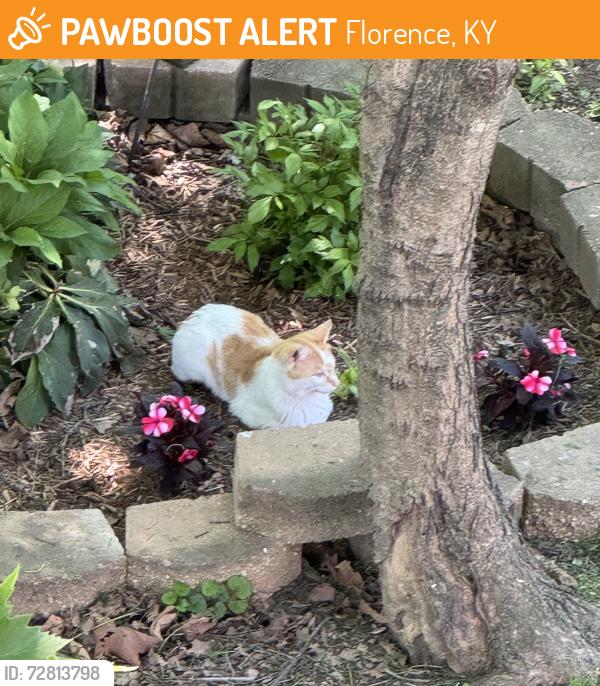 Found/Stray Unknown Cat last seen Remy Ln, Florence, KY 41042