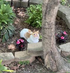 Found/Stray Unknown Cat last seen Remy Ln, Florence, KY 41042