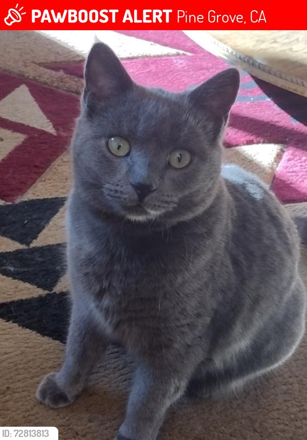 Lost Female Cat last seen Lupe road, pine Grove ca, Pine Grove, CA 95665