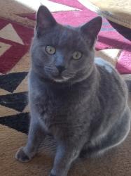 Lost Female Cat last seen Lupe road, pine Grove ca, Pine Grove, CA 95665