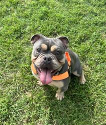 Found/Stray Male Dog last seen Close to I-45, Down the road from Specs Liquor, Ennis, TX 75119