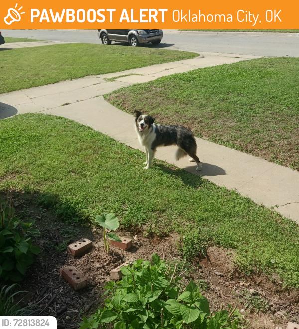 Found/Stray Unknown Dog last seen N.W.Liberty & Shawnee, Oklahoma City, OK 73127