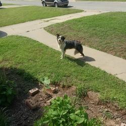 Found/Stray Unknown Dog last seen N.W.Liberty & Shawnee, Oklahoma City, OK 73127