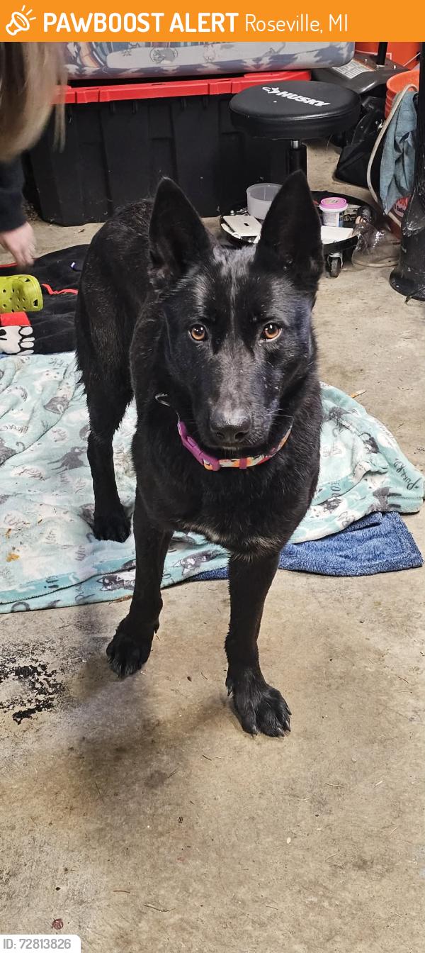 Found/Stray Female Dog last seen Grosebeck, Roseville, MI 48066