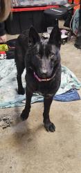Found/Stray Female Dog last seen Grosebeck, Roseville, MI 48066