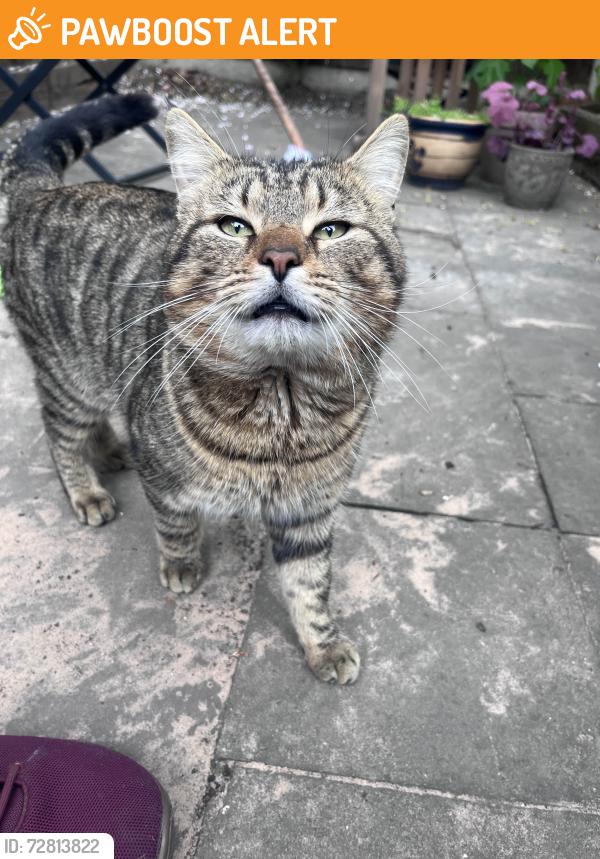 Found/Stray Male Cat last seen Romford Road/West ham park, Greater London, England E15 4ER