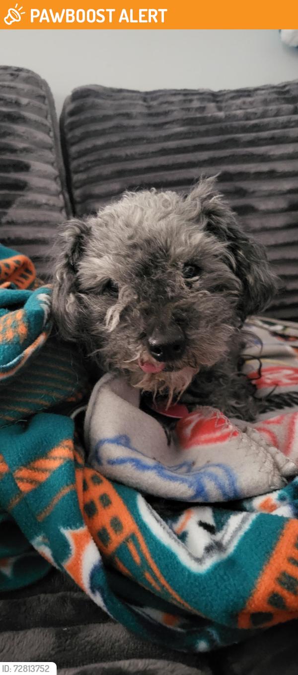 Found/Stray Male Dog last seen Around A and H street off of 1095 western drive., Colorado Springs, CO 80915
