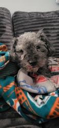 Found/Stray Male Dog last seen Around A and H street off of 1095 western drive., Colorado Springs, CO 80915