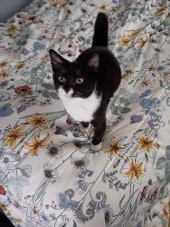 Lost Male Cat last seen Jenkins , Endicott, NY 13760