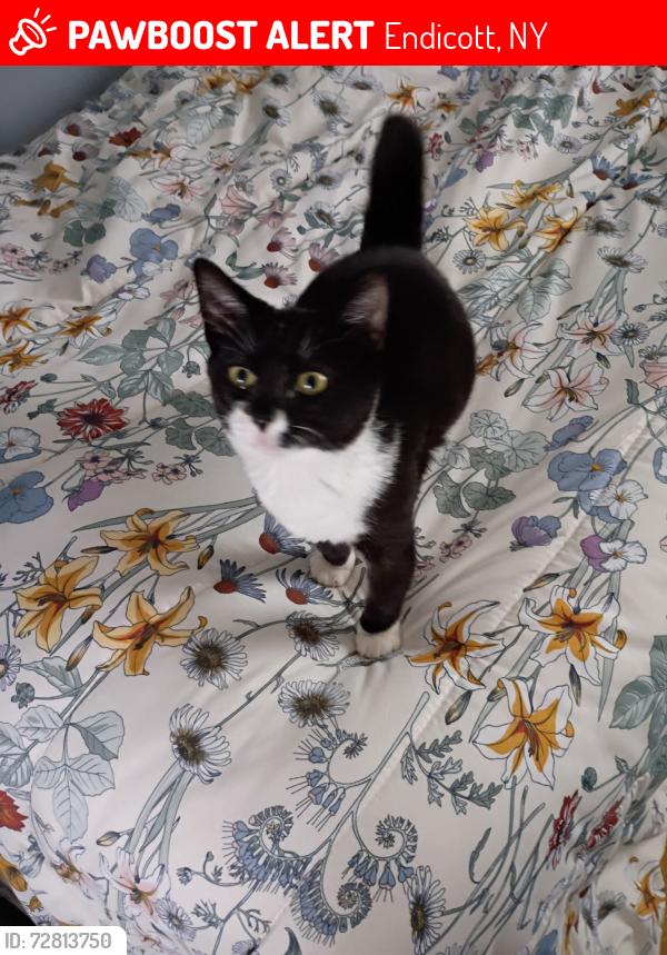 Lost Male Cat last seen Jenkins , Endicott, NY 13760