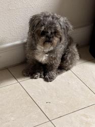 Lost Male Dog last seen Soledad dr 77083, Houston, TX 77083