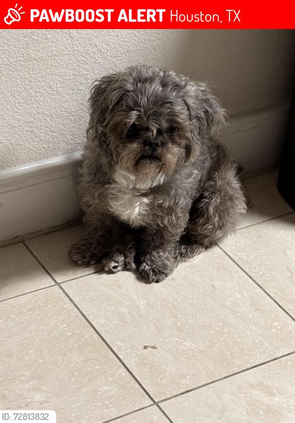 Lost Male Dog last seen Soledad dr 77083, Houston, TX 77083