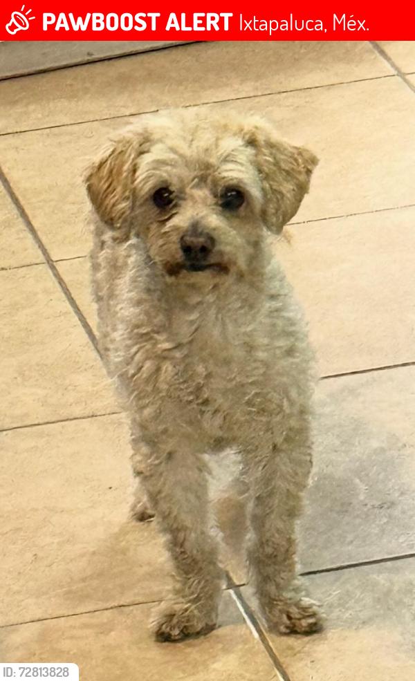 Lost Male Dog last seen Hacienda cotera cerca de la glorieta de los troncos, Ixtapaluca, Méx. 56535