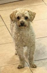 Lost Male Dog last seen Hacienda cotera cerca de la glorieta de los troncos, Ixtapaluca, Méx. 56535