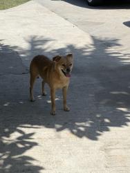 Found/Stray Female Dog last seen S caress , Compton, CA 90221